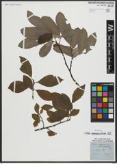 Foto von Salix appendiculata Vill.